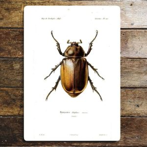 Beetle Botanical Insect- metal wall sign, 11" x 16"
