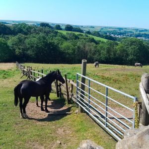 Horse overlooking Woodnook Accrington Lancashire 2026, photo print, various sizes. Glossy Photo Borderless. Exclusive photos by G Whittaker MA.