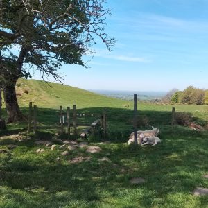 Sheep near Blackburn Lancashire, photo print, various sizes. Glossy Photo photo Borderless. Exclusive photos by G Whittaker MA.